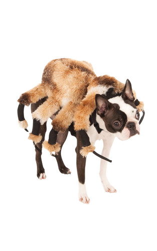 Giant spider costume - giant, dogs