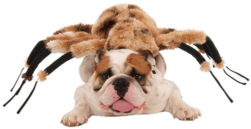 Giant spider animal - animal, bug